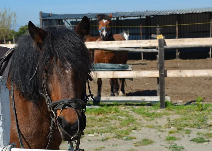 Circolo Velico Lucano 假日公园 波利科罗